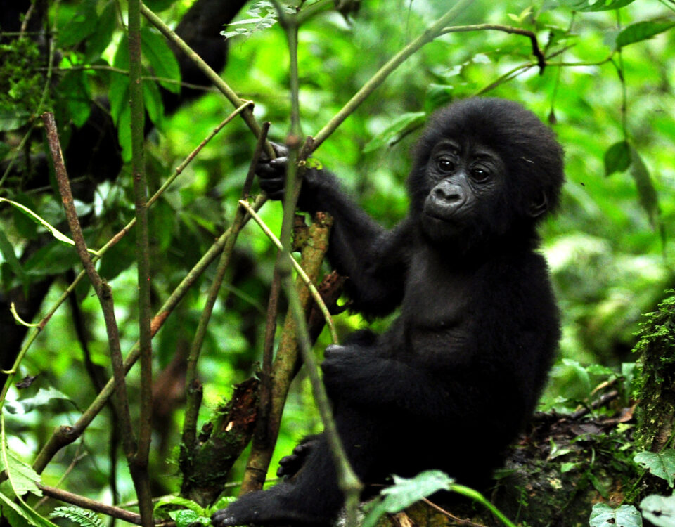 3 Days Uganda Gorilla Trekking Safari to Bwindi Impenetrable Forest