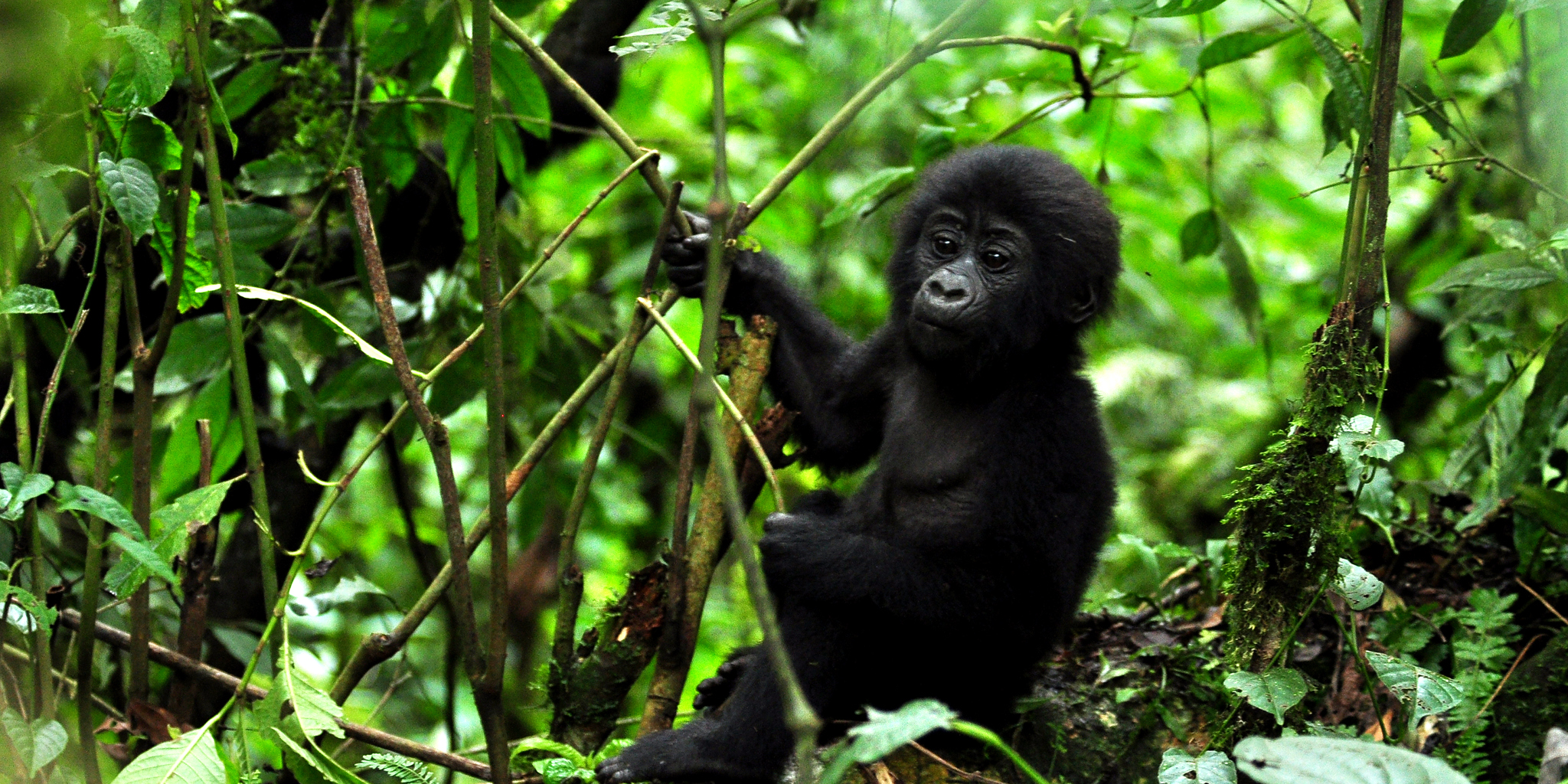3 Days Uganda Gorilla Trekking Safari to Bwindi Impenetrable Forest