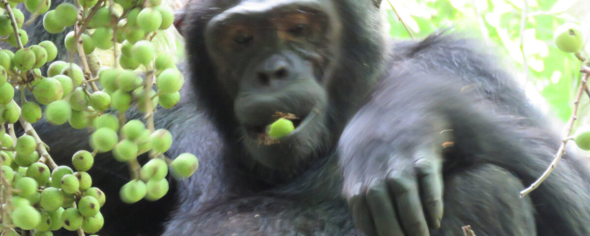 9-Day Rwanda Great Primate Expedition Safari