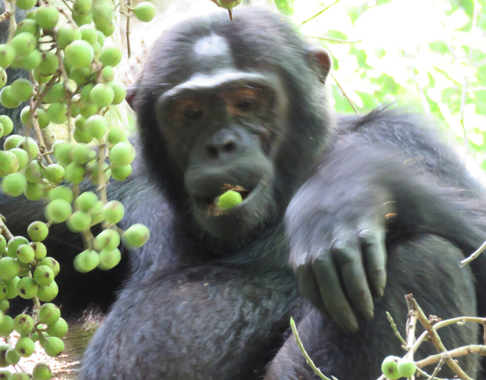 9-Day Rwanda Great Primate Expedition Safari