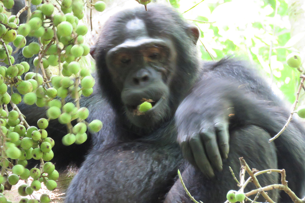 9-Day Rwanda Great Primate Expedition Safari
