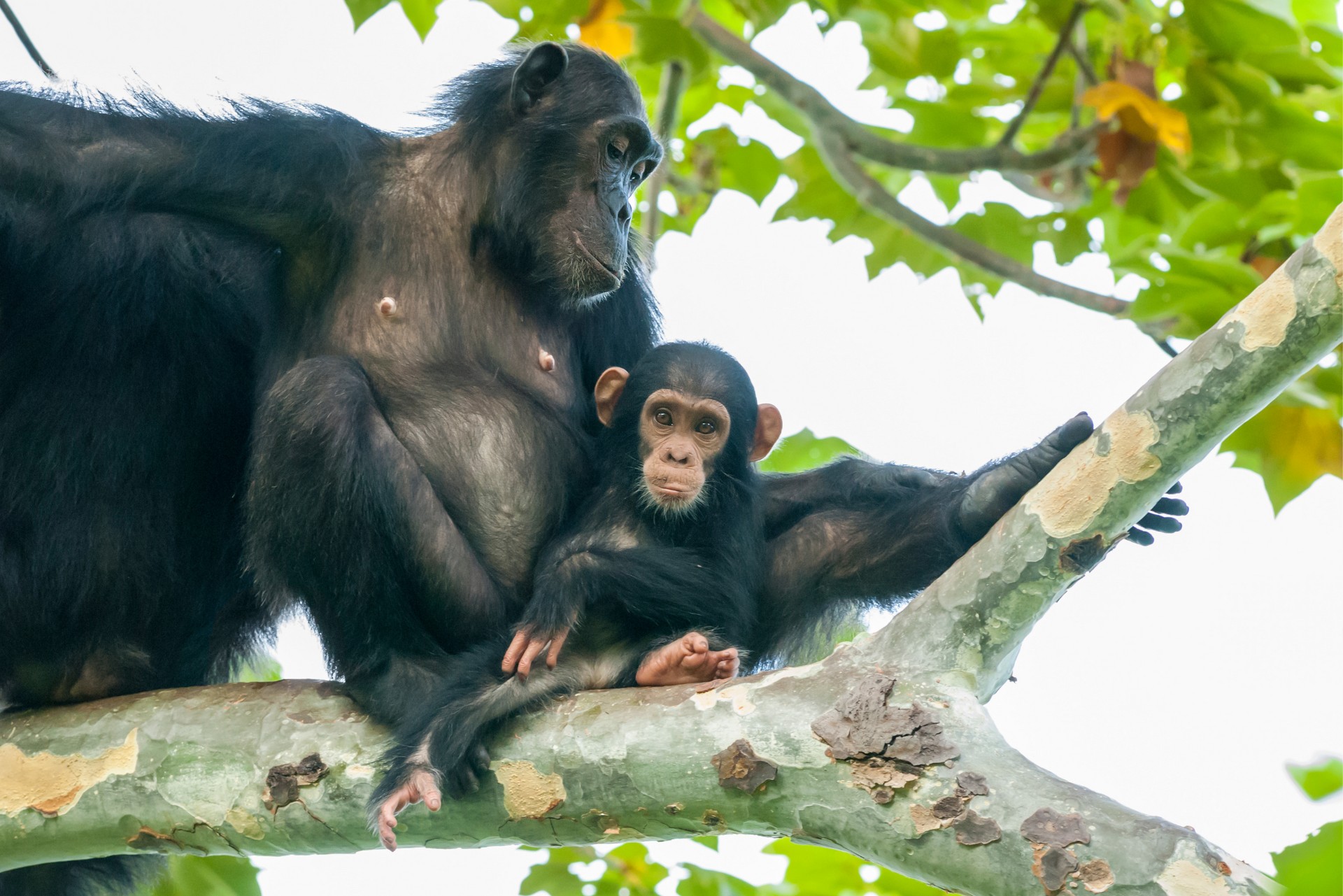 6 Days Rwanda Primates Safari – Gorilla Trekking, Golden Monkey Tracking & Chimpanzee Tracking