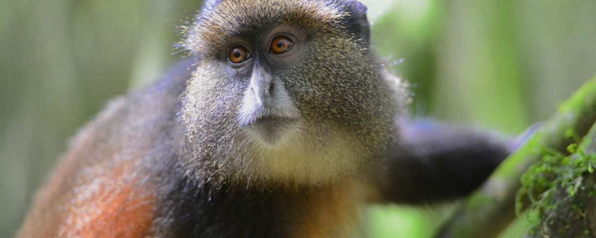 Gishwati National Park