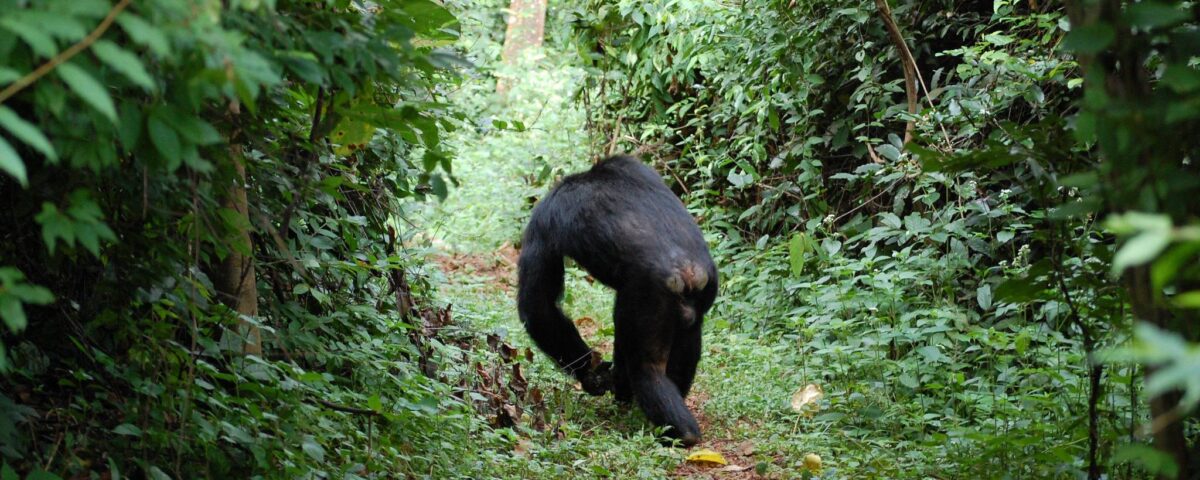 Gombe Stream National Park