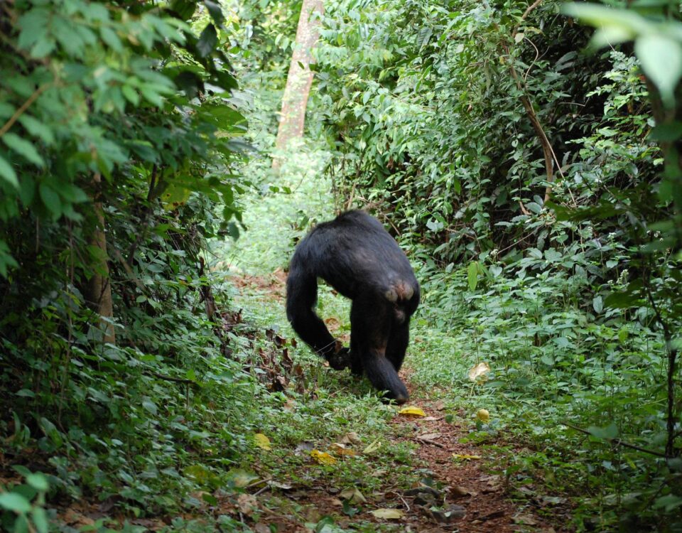 Gombe Stream National Park