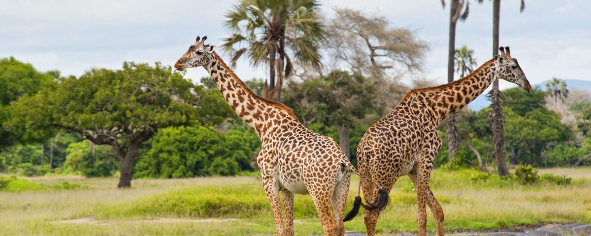 Katavi National Park