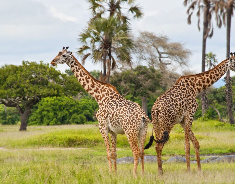 Katavi National Park