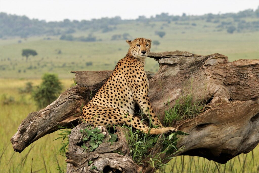 Kidepo Valley National Park