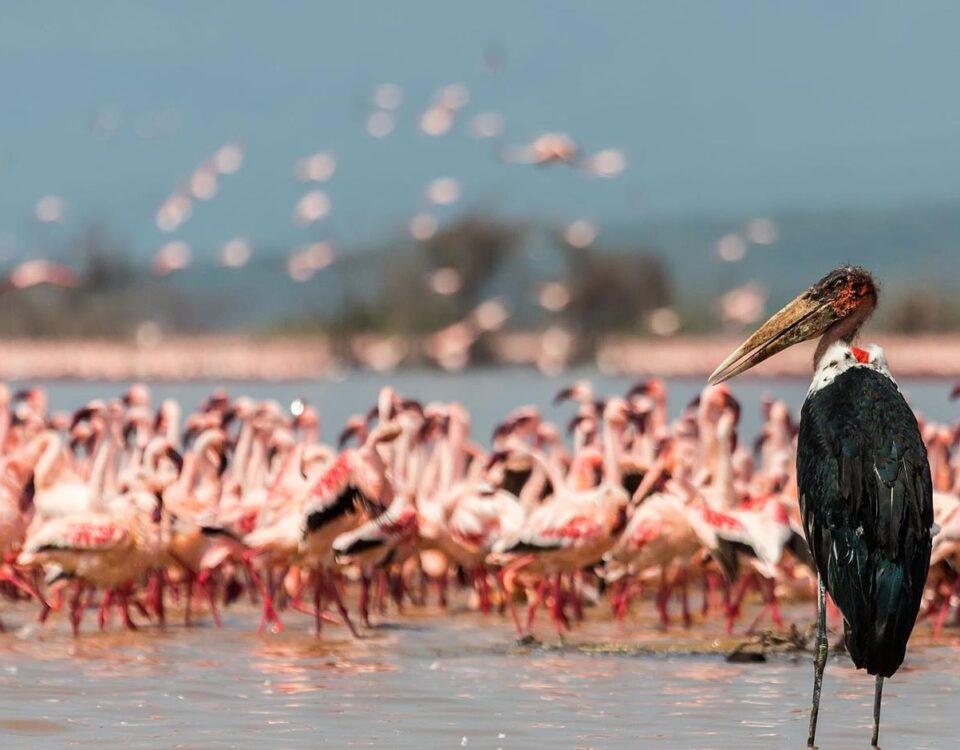 Lake Naivasha