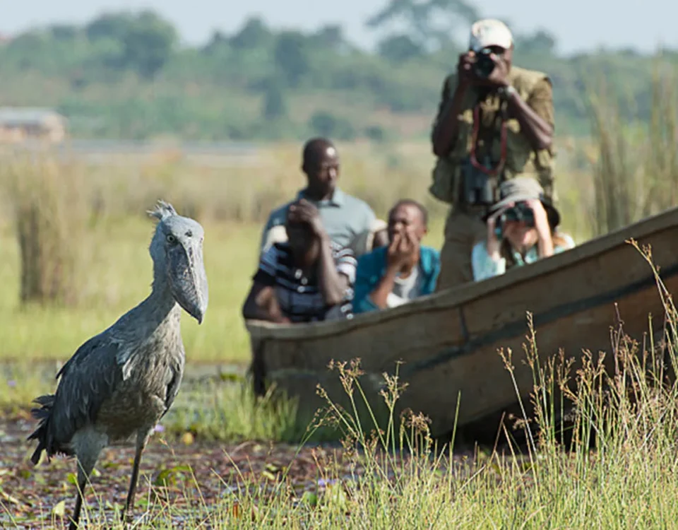 12 Days Uganda Safari Experience