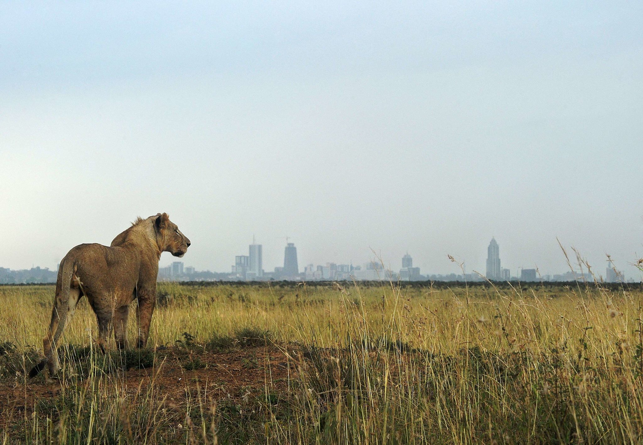 Nairobi National Park.