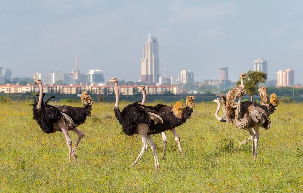 Nairobi National Park.