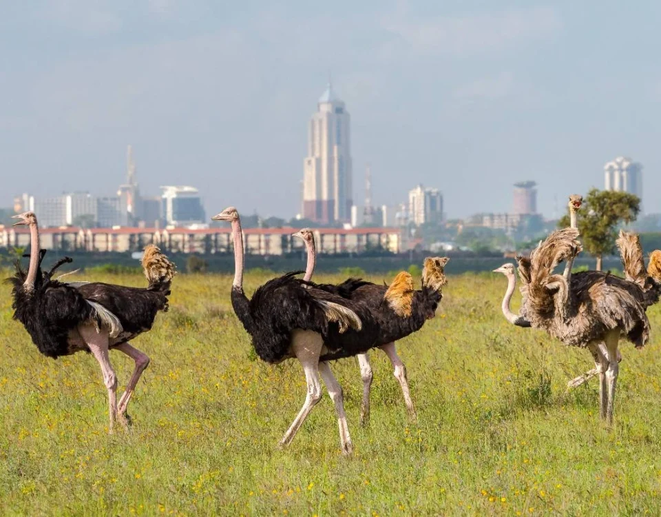 Nairobi National Park.
