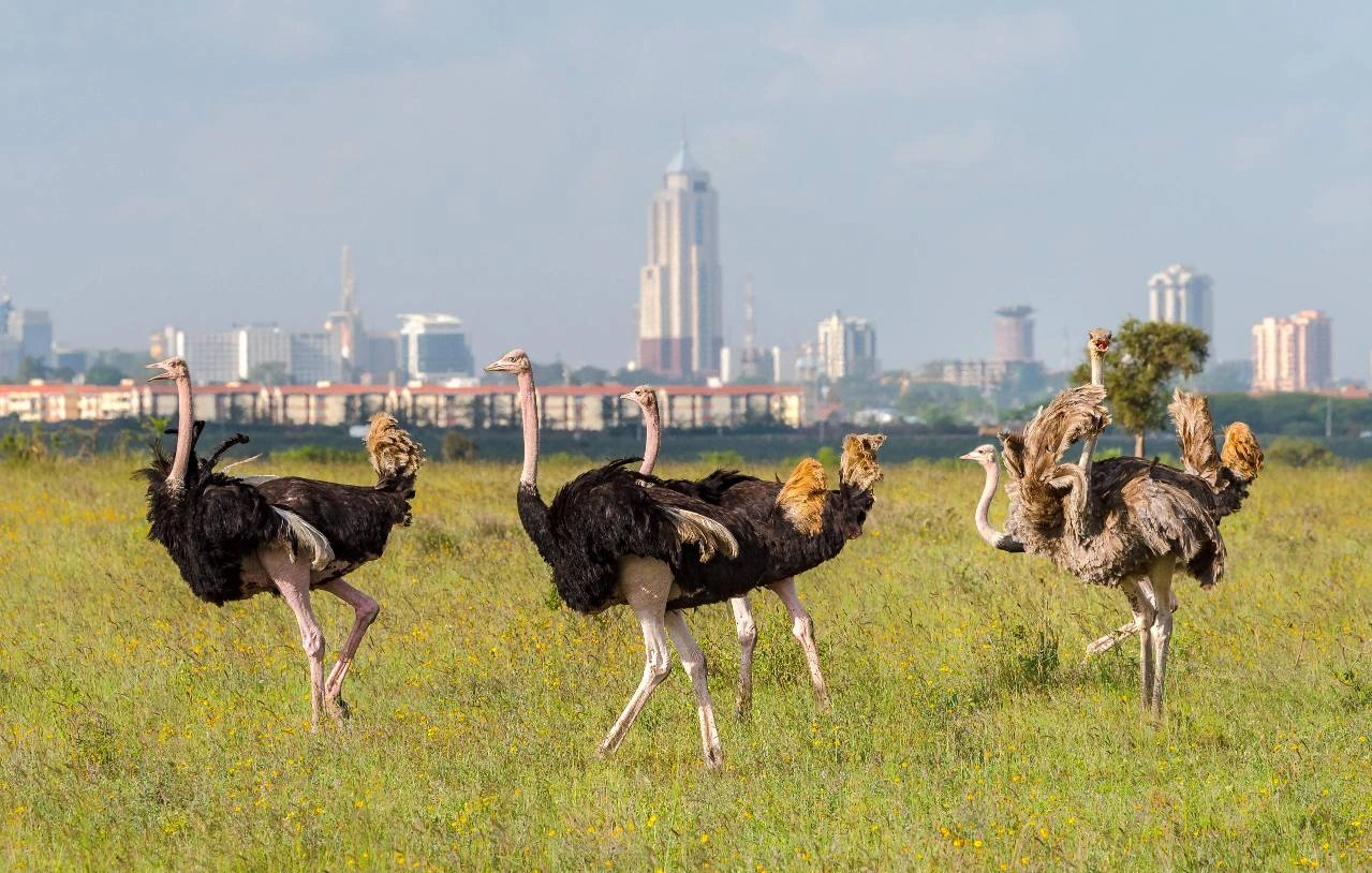 Nairobi National Park.