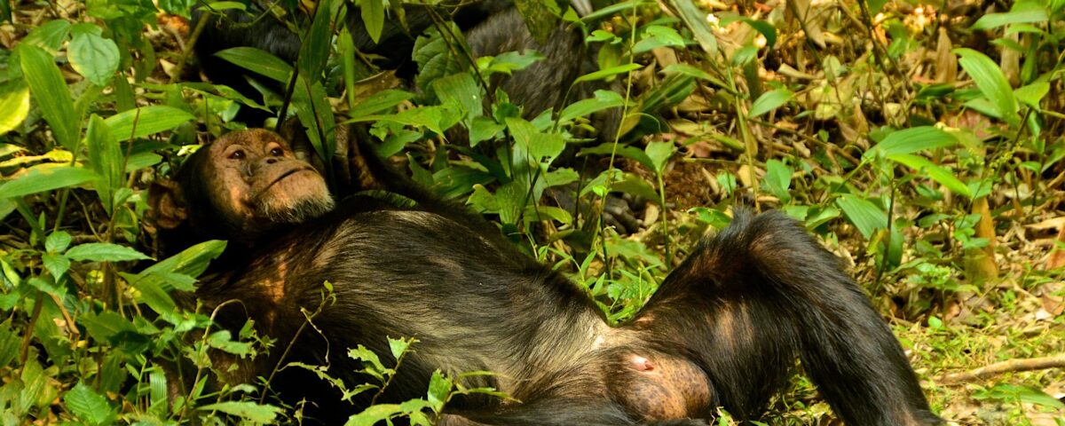 Nyungwe Forest National Park.