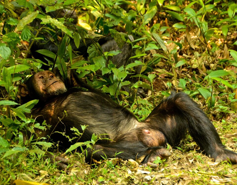 Nyungwe Forest National Park.