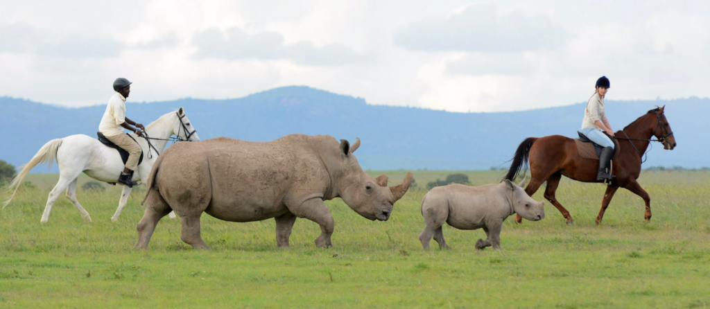 Can I See Rhinos at Ol Pejeta Conservancy?