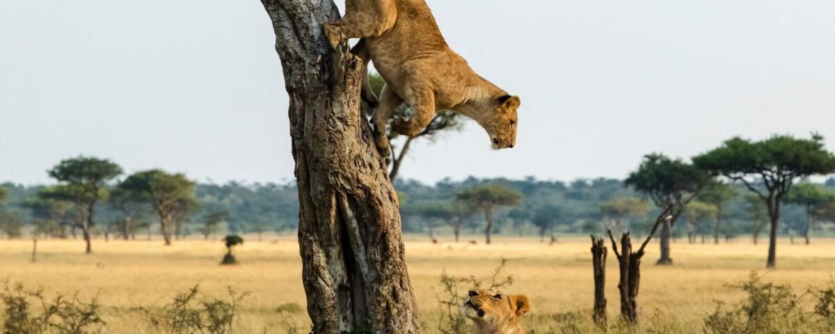 The 8 Days Best of Western Uganda Safari