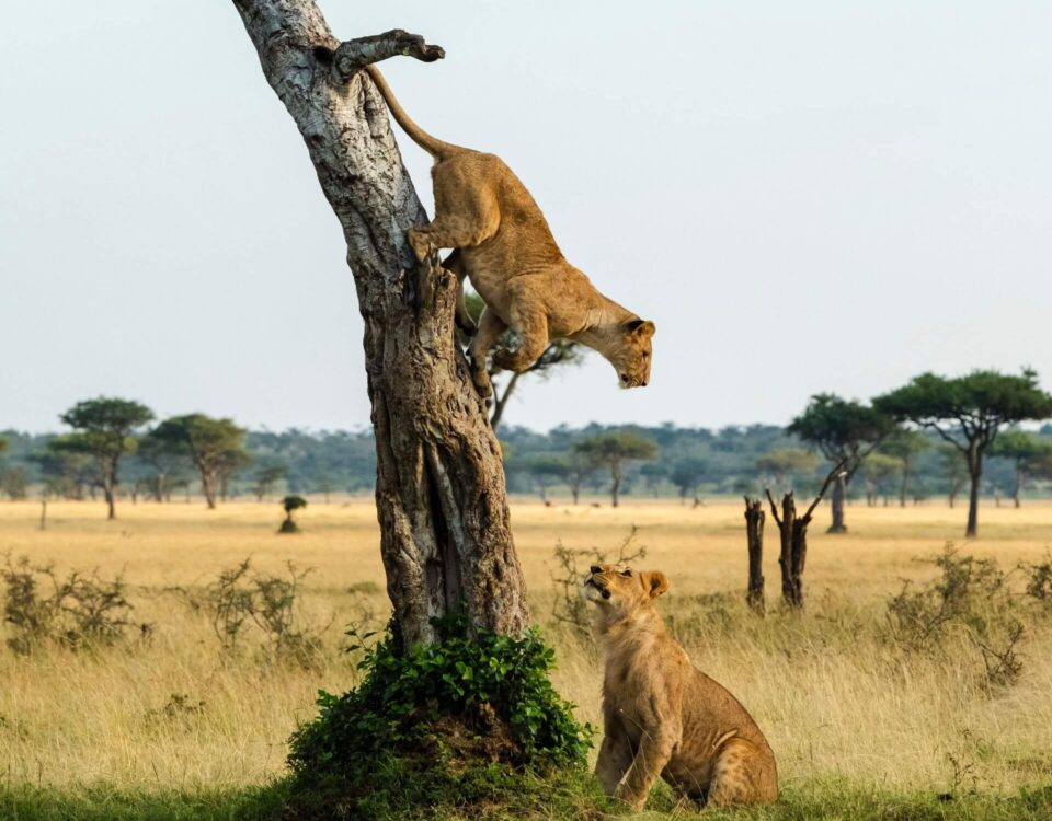 The 8 Days Best of Western Uganda Safari