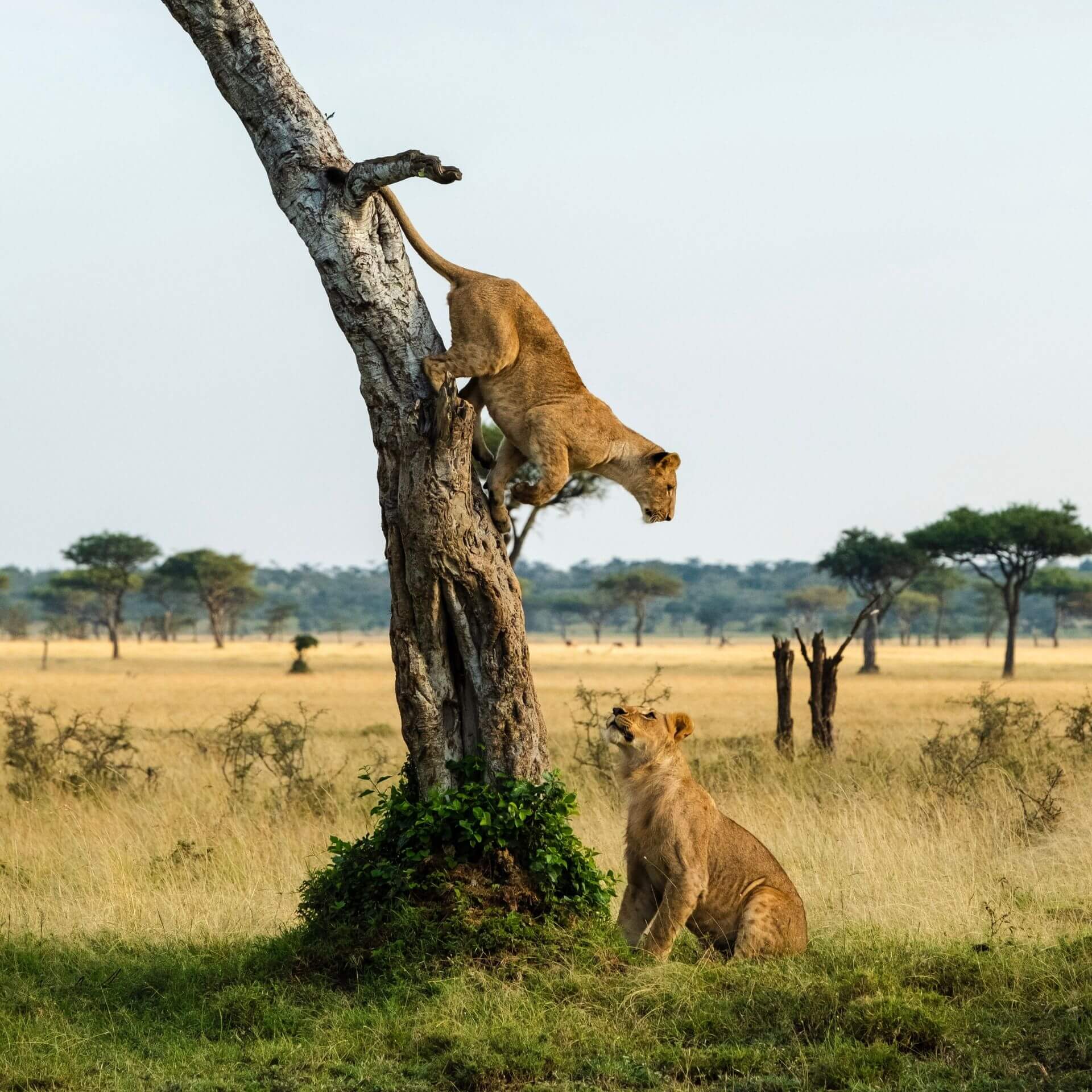 The 8 Days Best of Western Uganda Safari