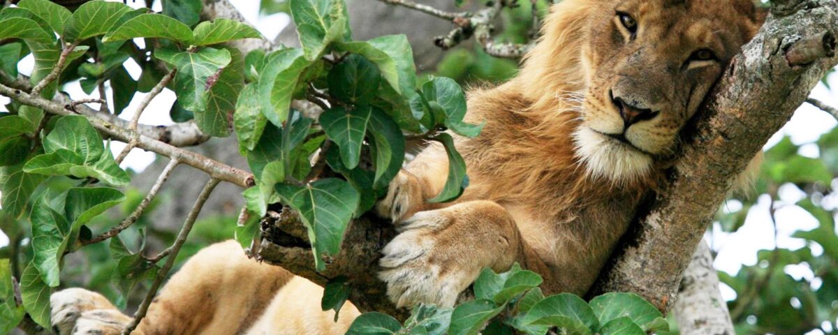 Queen Elizabeth National Park