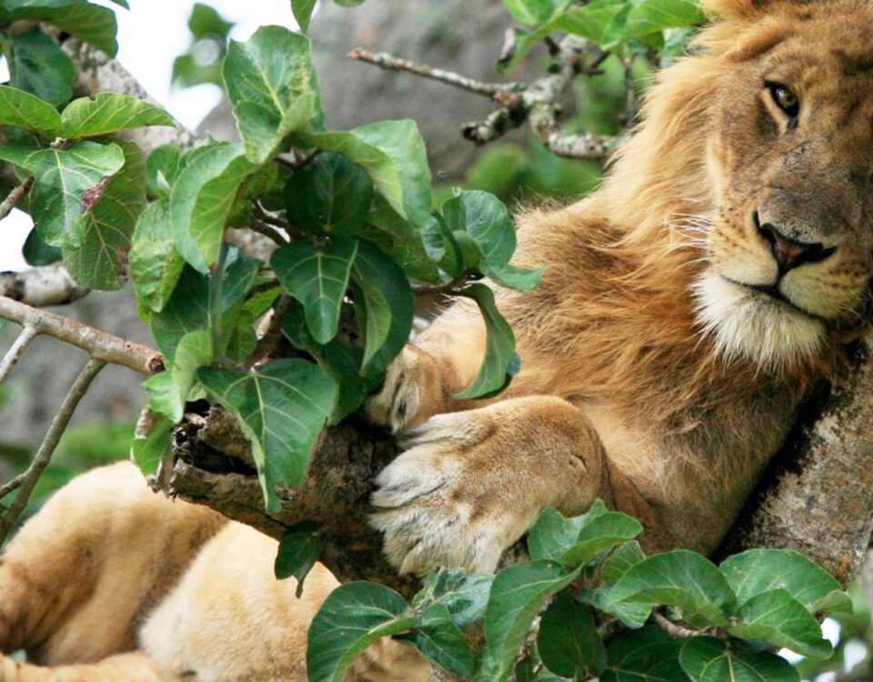 Queen Elizabeth National Park