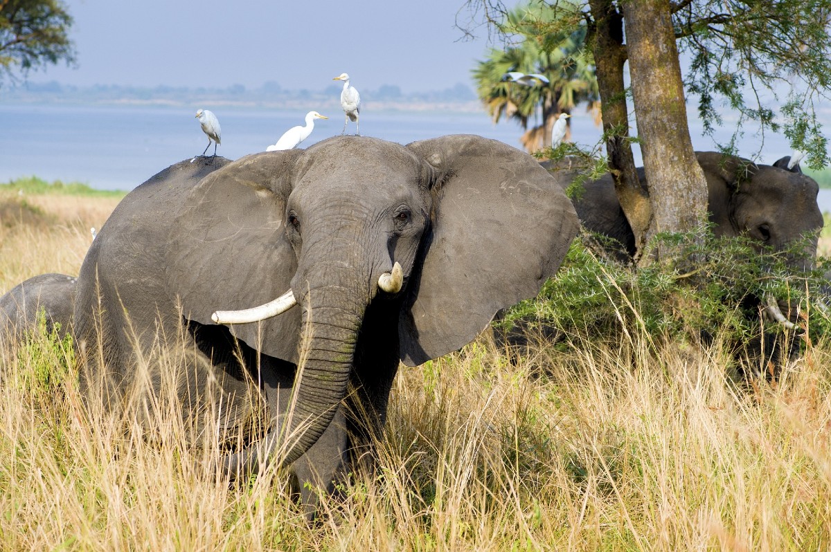 8 Days Amazing Uganda Safari Tour