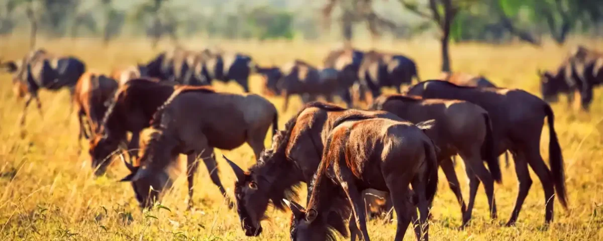 Serengeti National Park