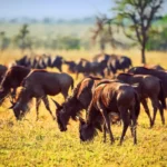 Serengeti National Park