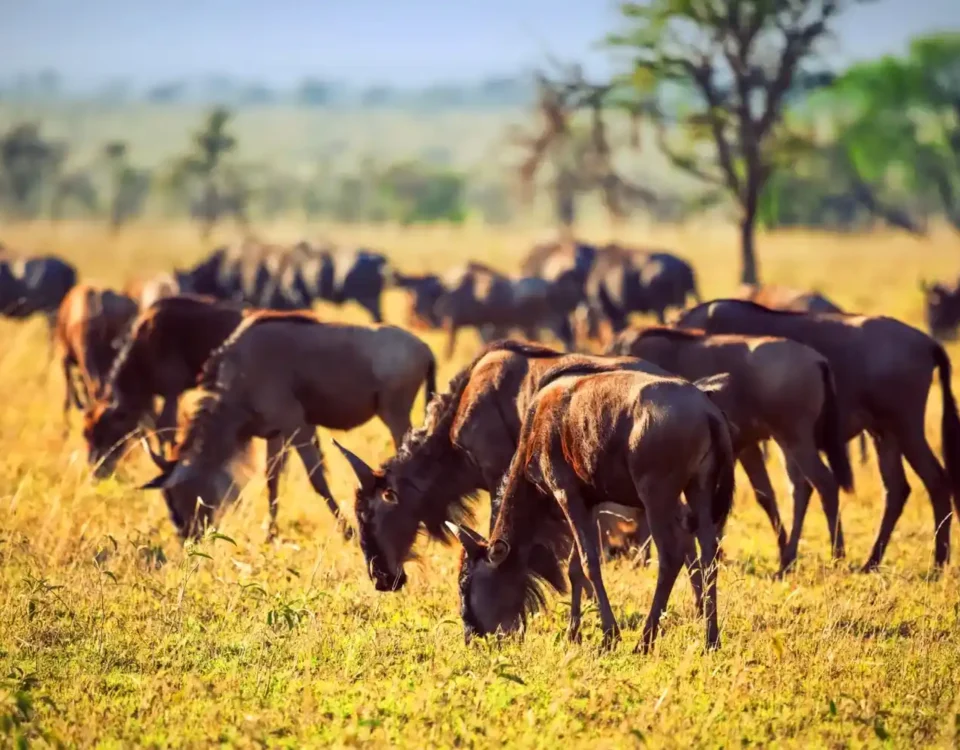Serengeti National Park