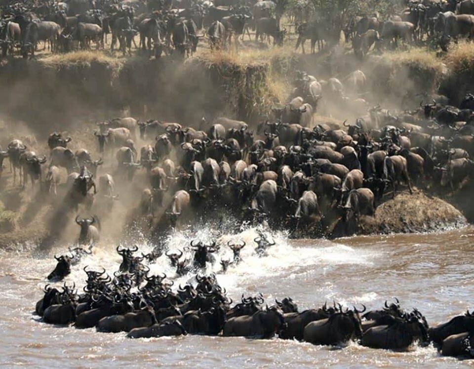 TANZANIA SAFARIS