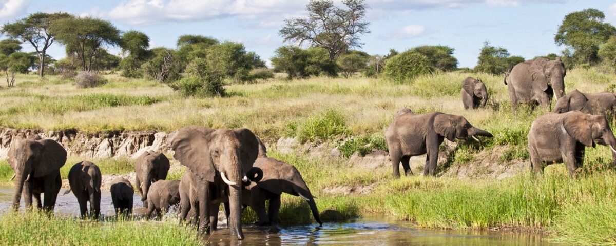 Tarangire National Park