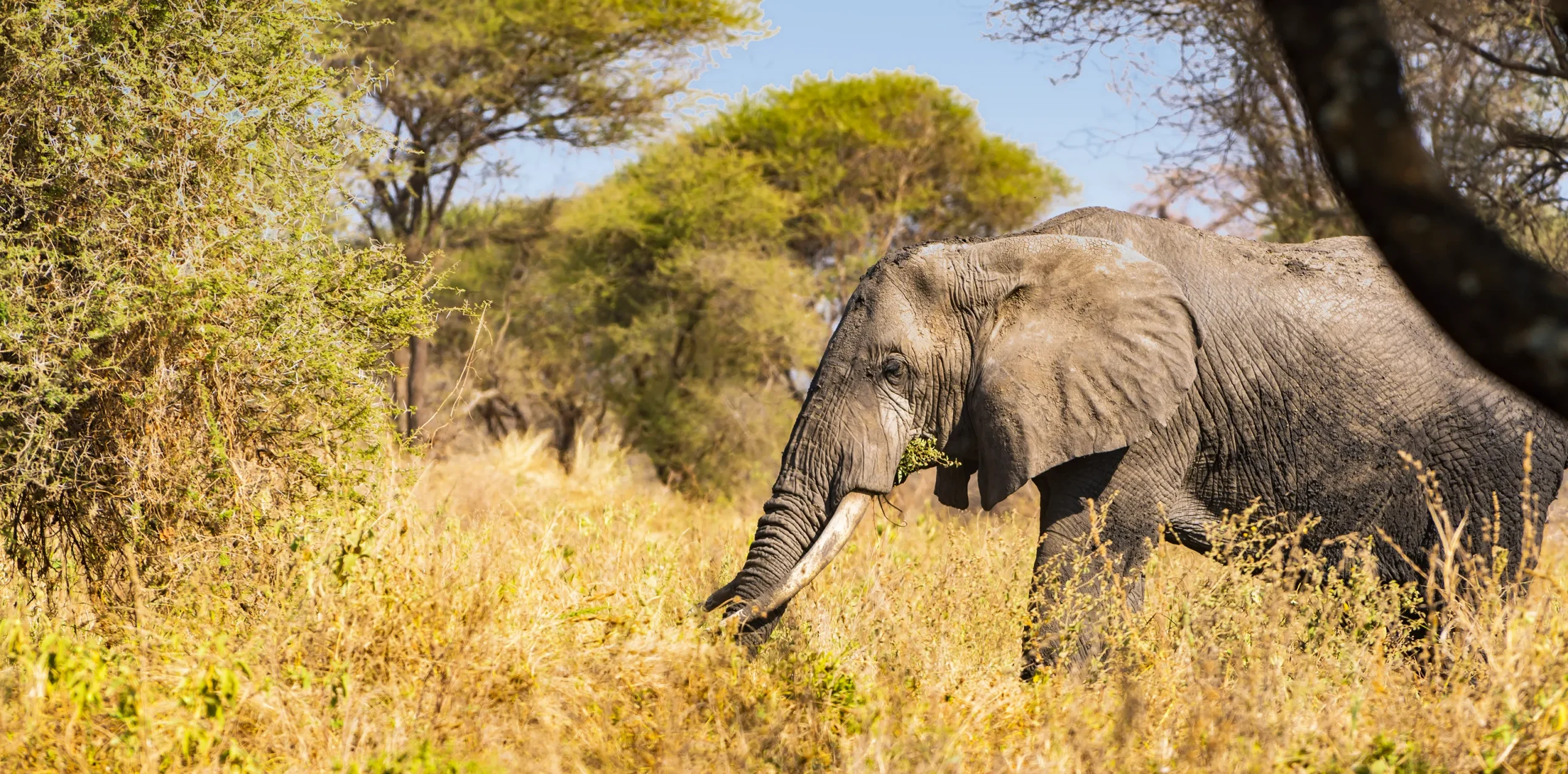 Tarangire National Park