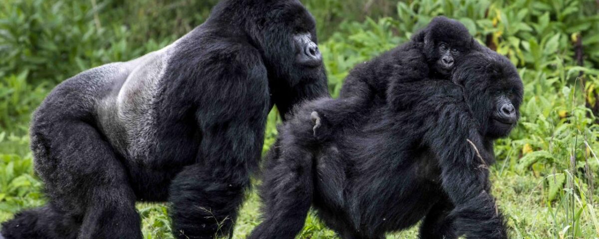 Bwindi Impenetrable Forest National Park