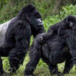 Bwindi Impenetrable Forest National Park