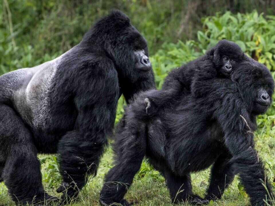 Bwindi Impenetrable Forest National Park