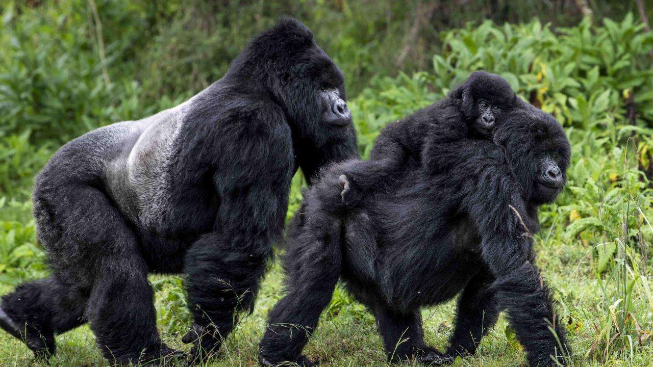 Bwindi Impenetrable Forest National Park