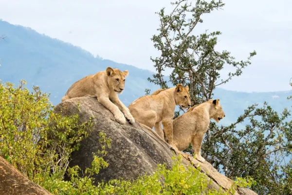 Tsavo East National Park