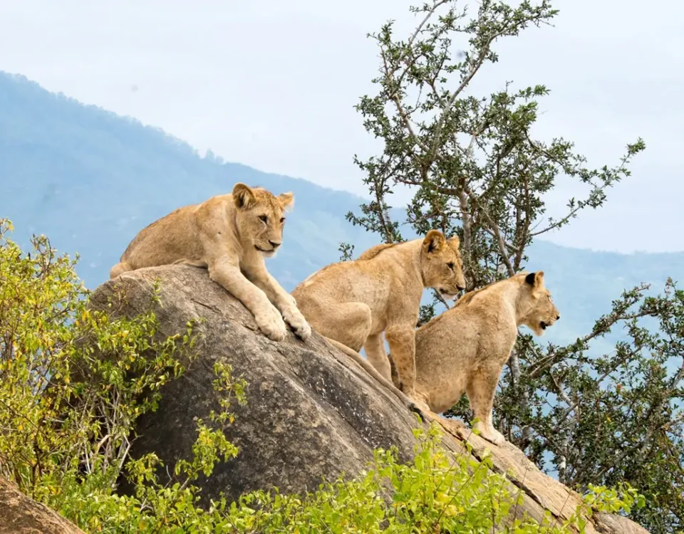 Tsavo East National Park