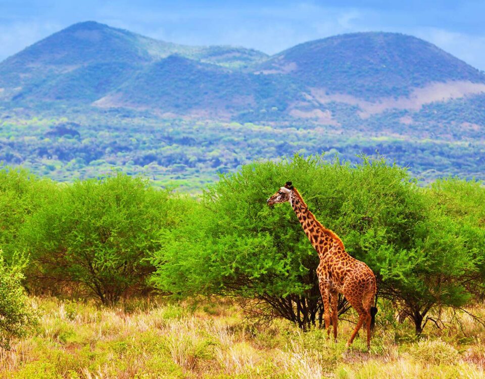 Tsavo West