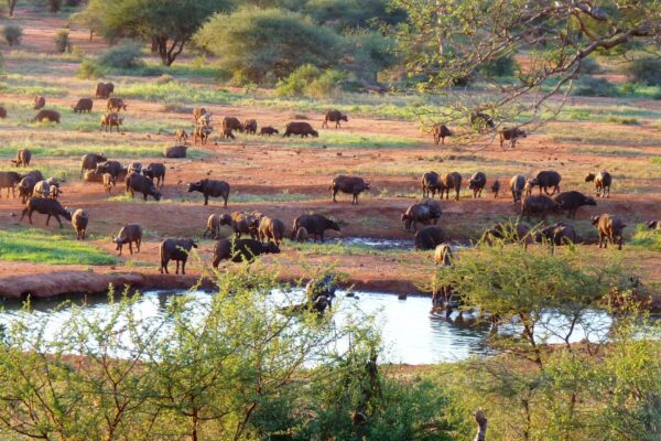 Tsavo East National Park