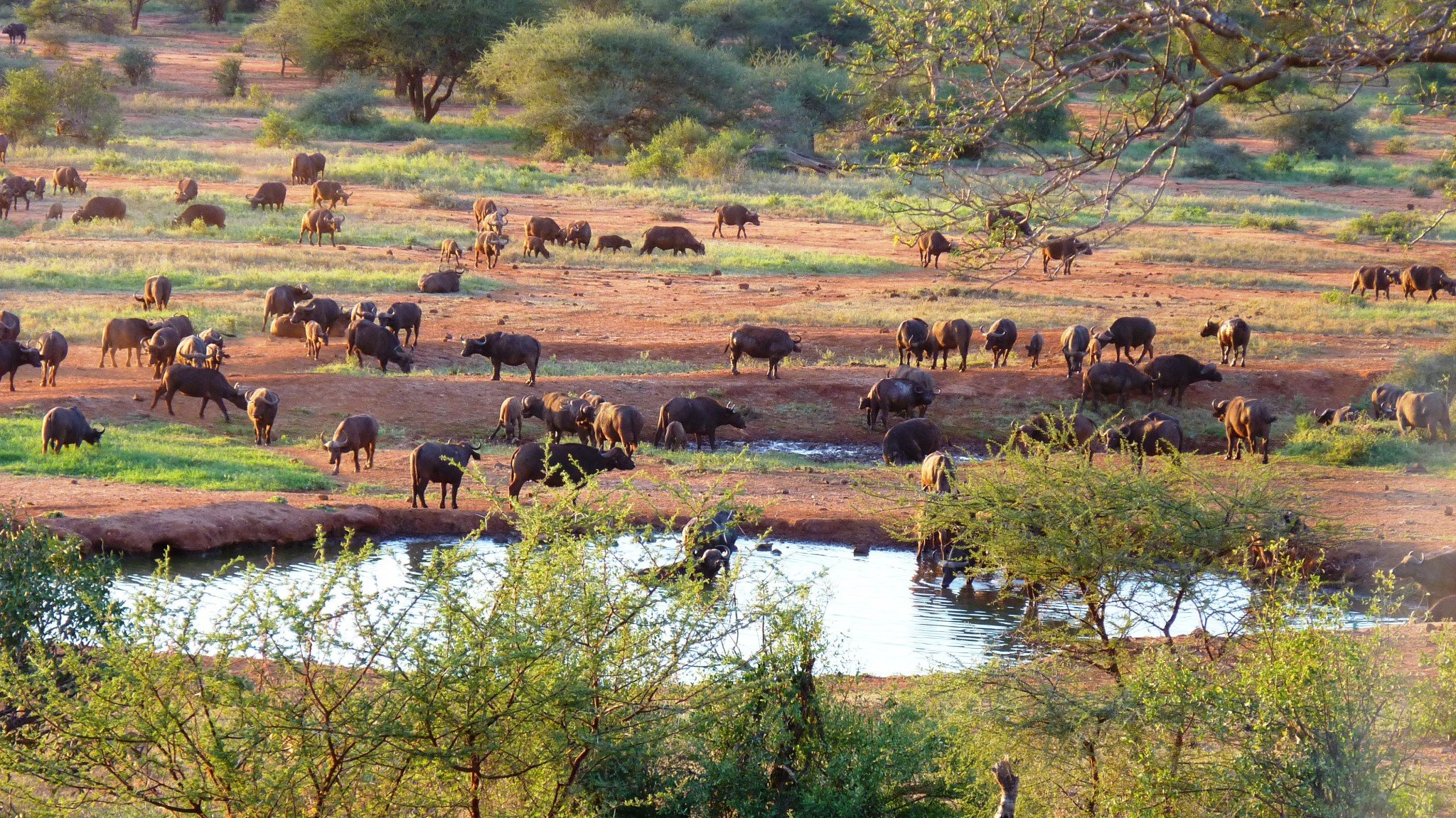 Tsavo East National Park