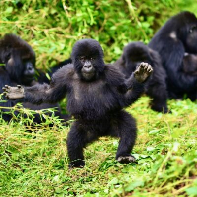 Uganda Gorilla Safaris Uganda Safaris