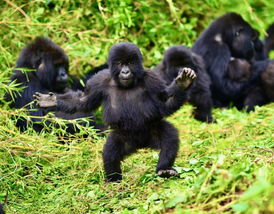 Uganda Safaris