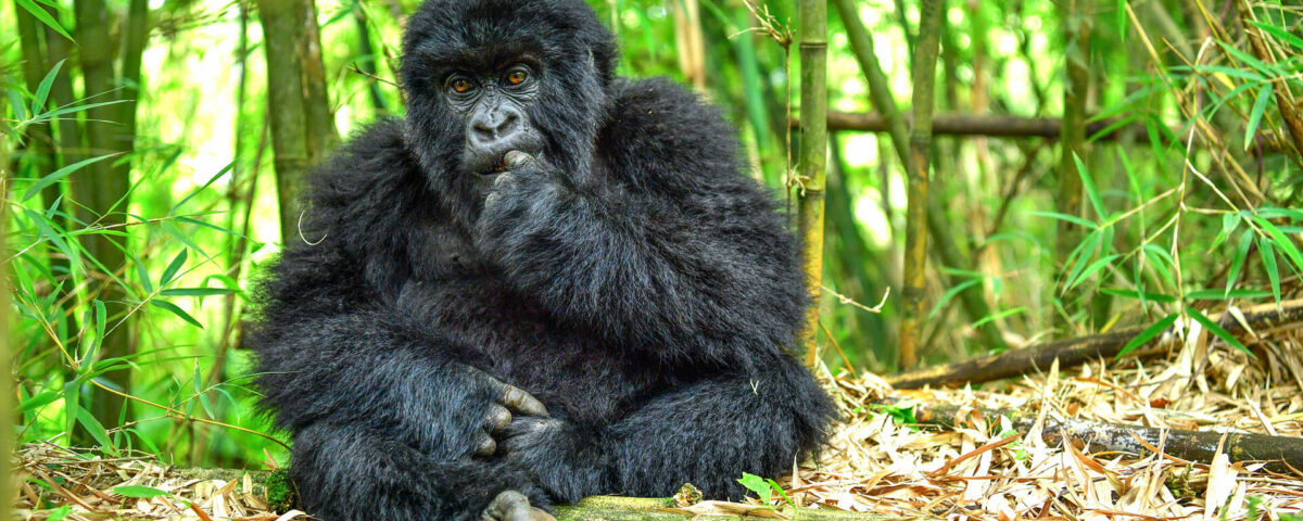 Volcanoes National Par