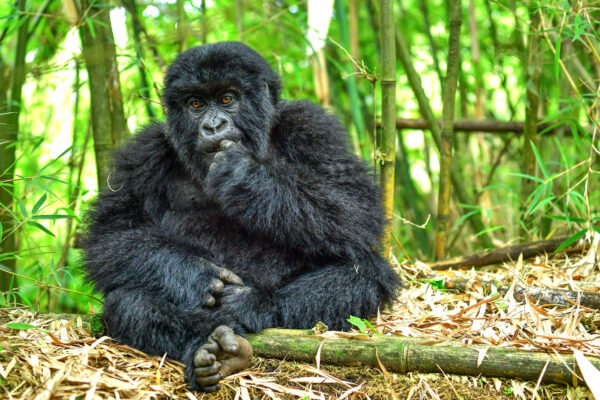 Volcanoes National Par