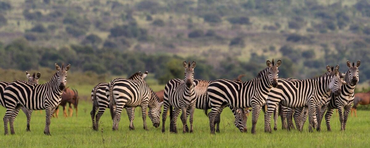 10 Days Rwanda Gorillas & Wildlife Safari