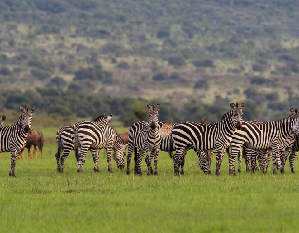 10 Days Rwanda Gorillas & Wildlife Safari