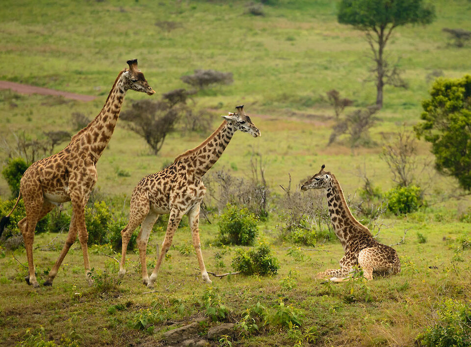 Arusha National Park