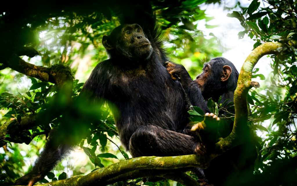 Kibale Forest National Park